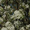 Chanticleer Ornamental Pear #5 - Image 2